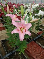 [4430 PO27 Mistero No01.JPG]